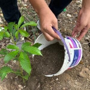 1 Millon de árboles. Reforestación de árboles para el cuidado y conservación del medio ambiente.