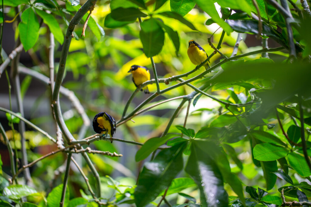 birds sitting branch