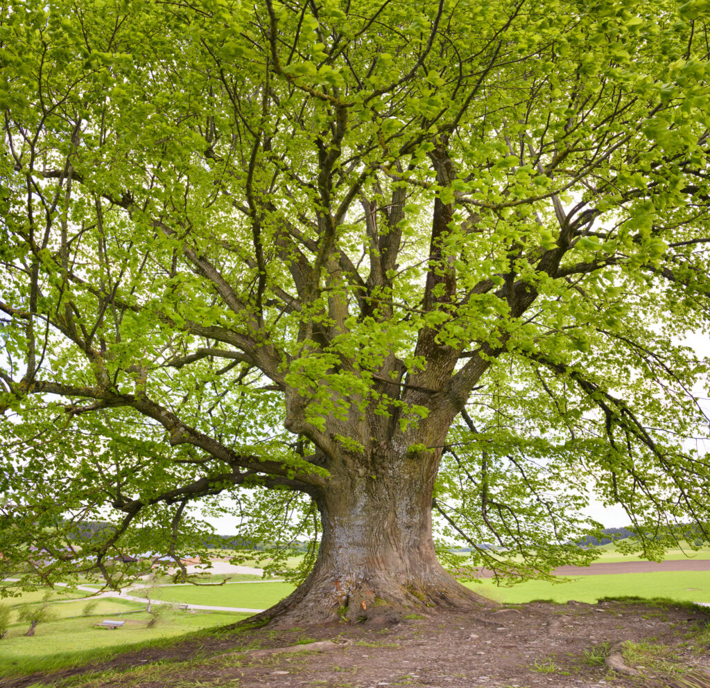 beautiful single big tree meadow