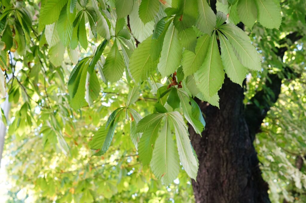 closeup shot green leaves tree