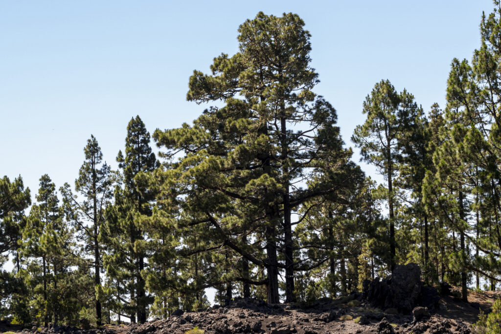coniferous trees hill