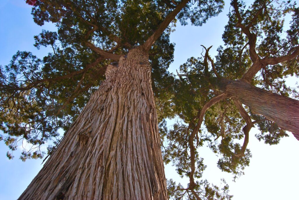 directly shot trees growing against sky