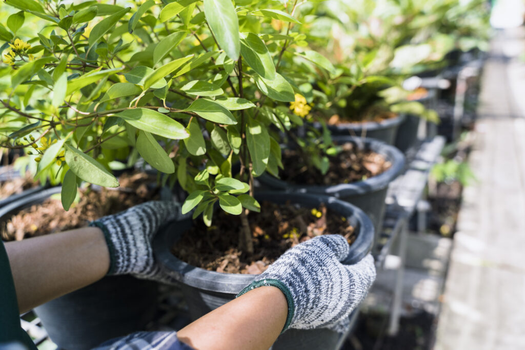 gardening