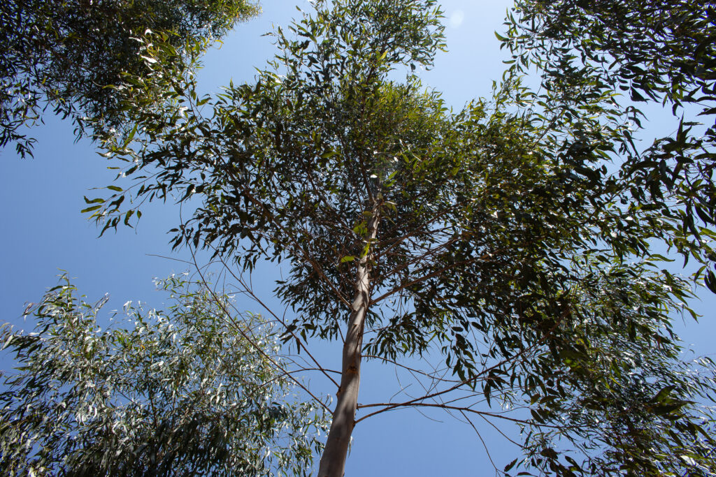 leaves plantation eucaliptus tree sunny day